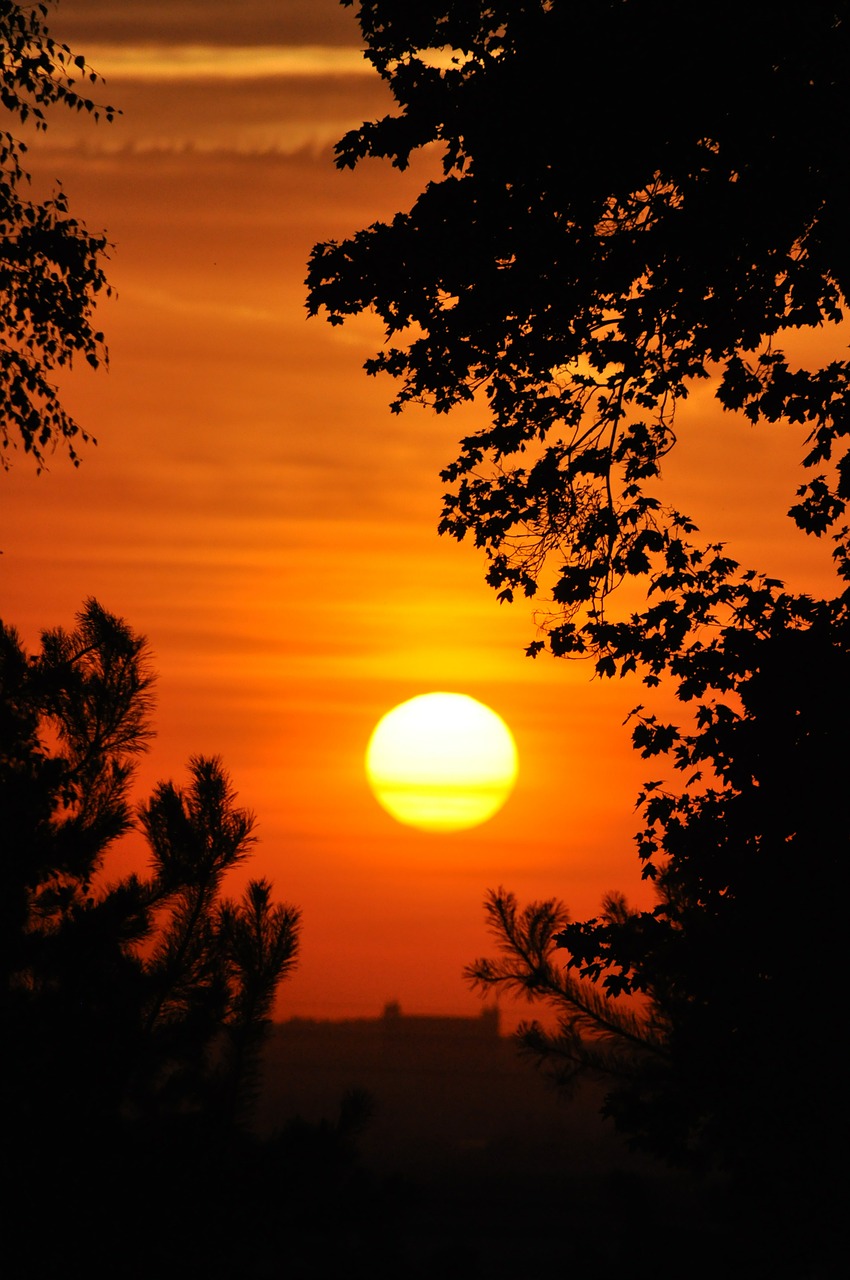 sunset tree sky free photo