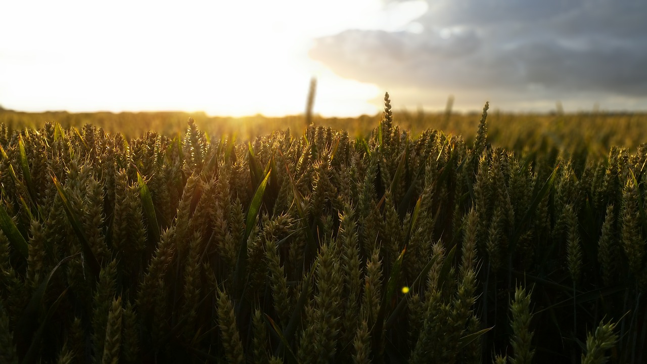 sunset  cereals  wheat free photo