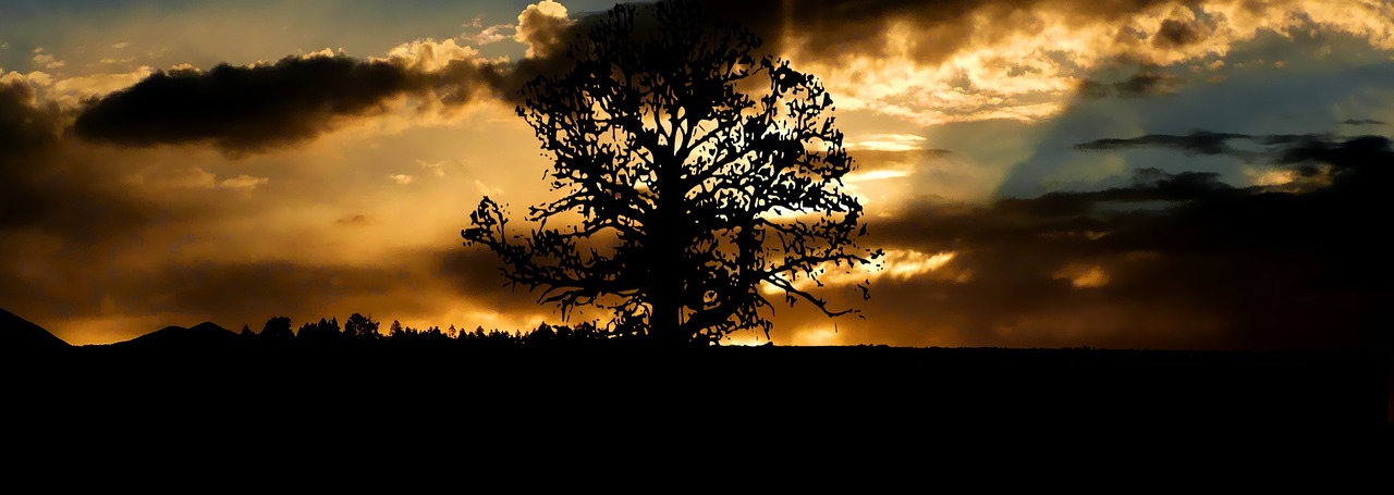 sunset  tree  nature free photo