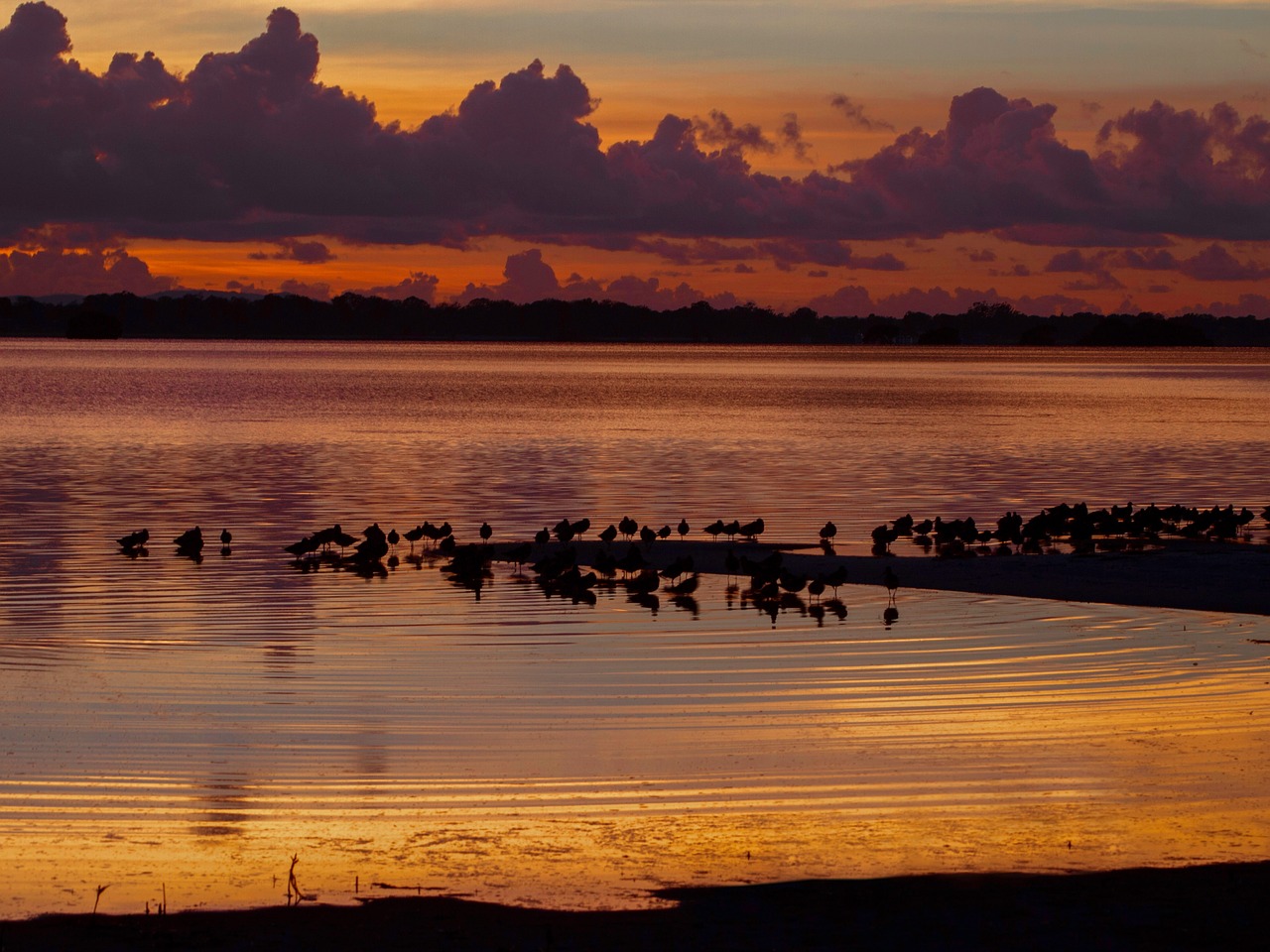 sunset  birds  roosting free photo