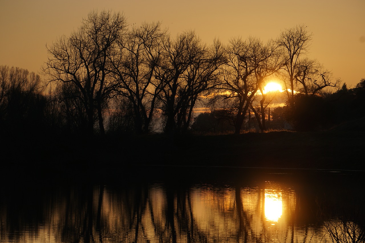 sunset  silhouette  trees free photo