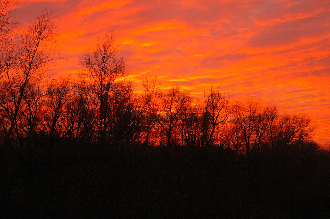 sunset night forest free photo