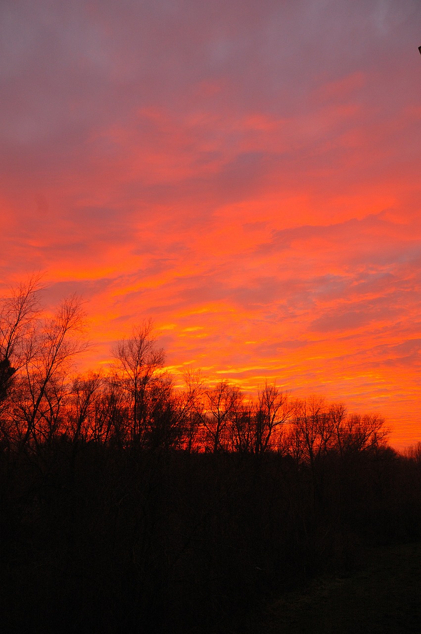 sunset trees evening free photo