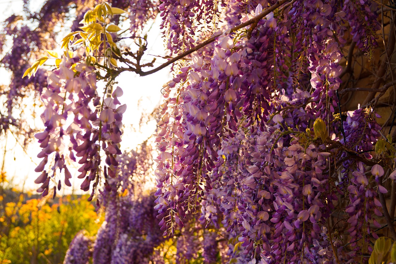 sunset  wisteria  purple free photo