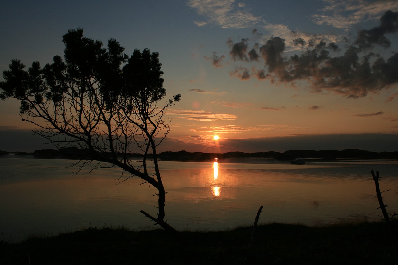 sunset tree sea free photo