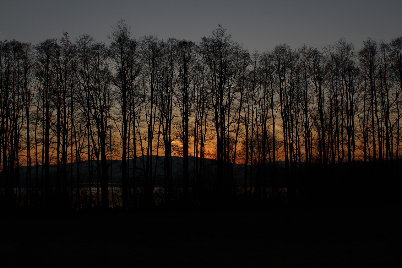 sunset  trees  nature free photo