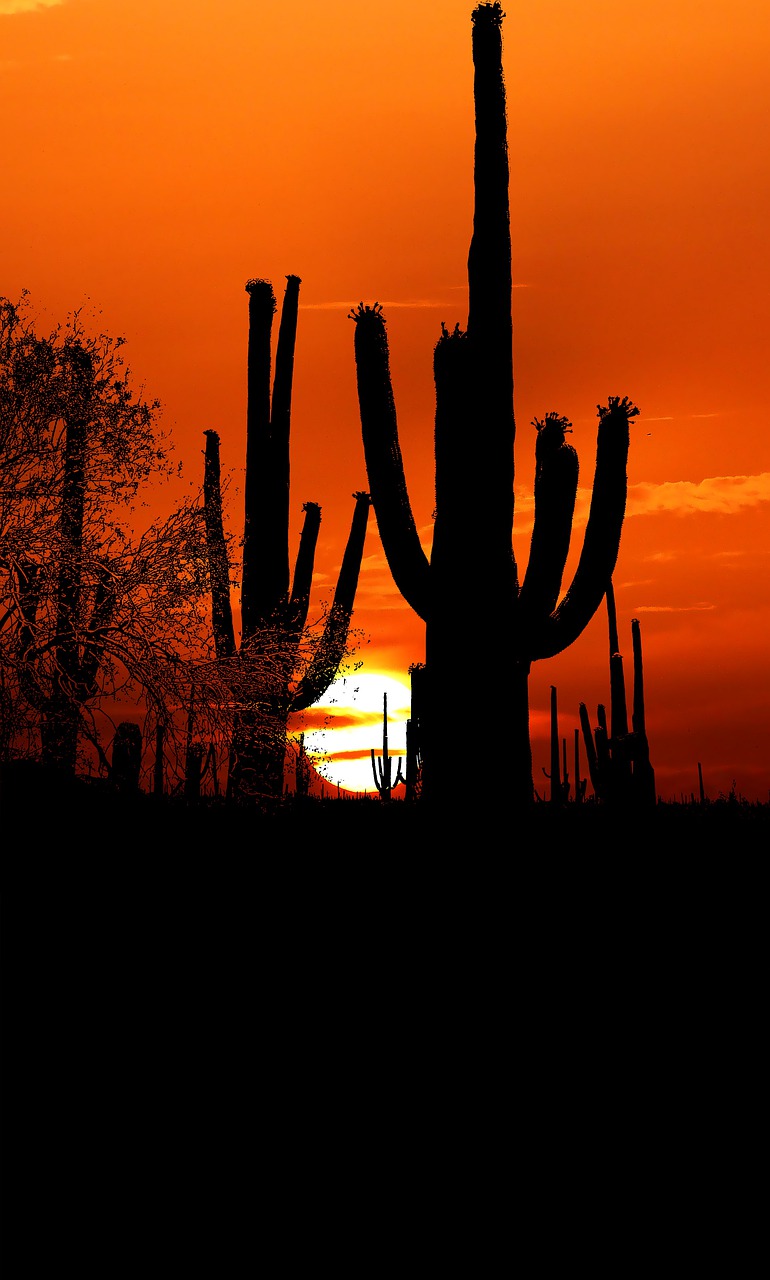 sunset  cactus  desert free photo