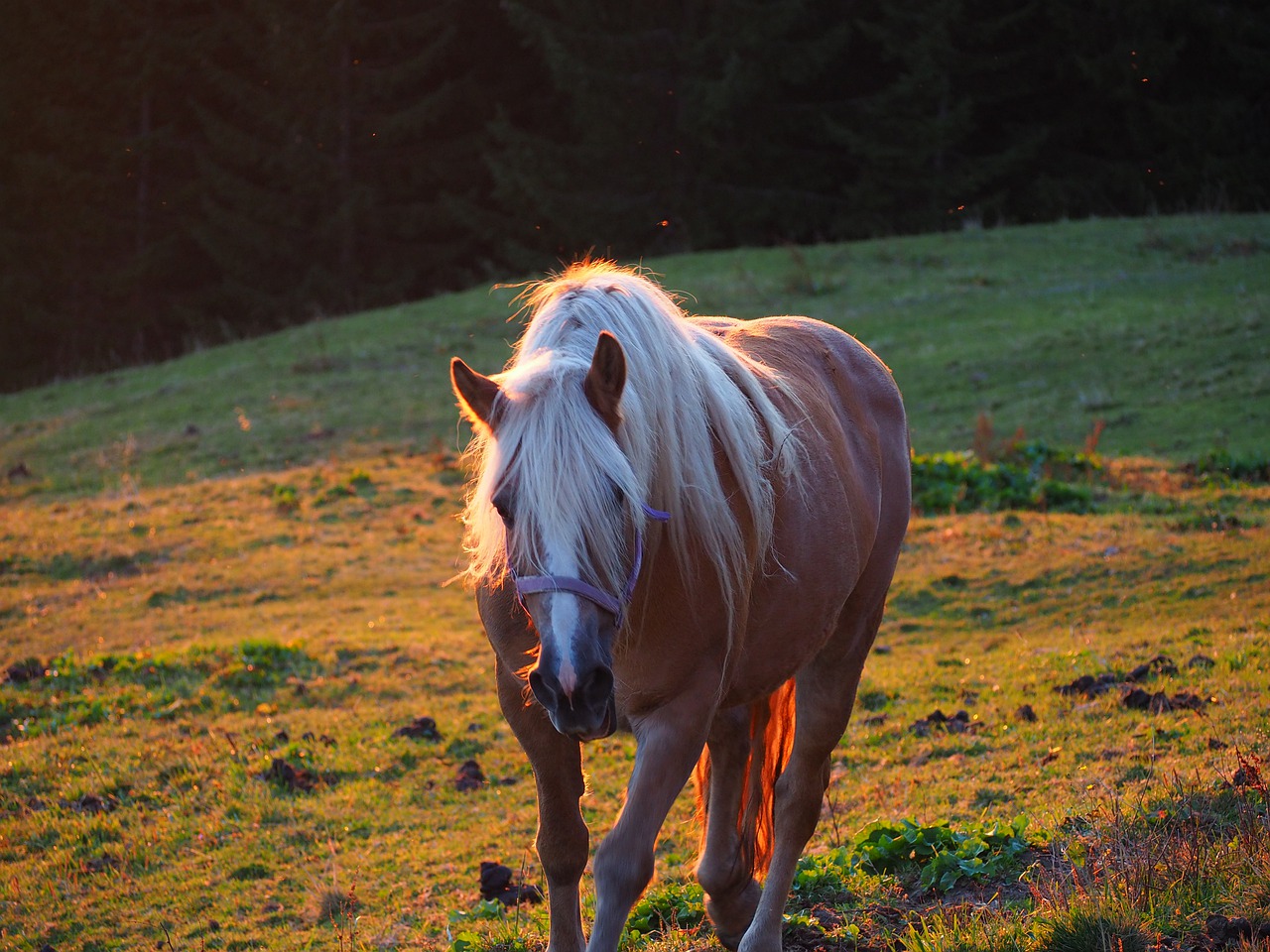 sunset  mountains  evening free photo