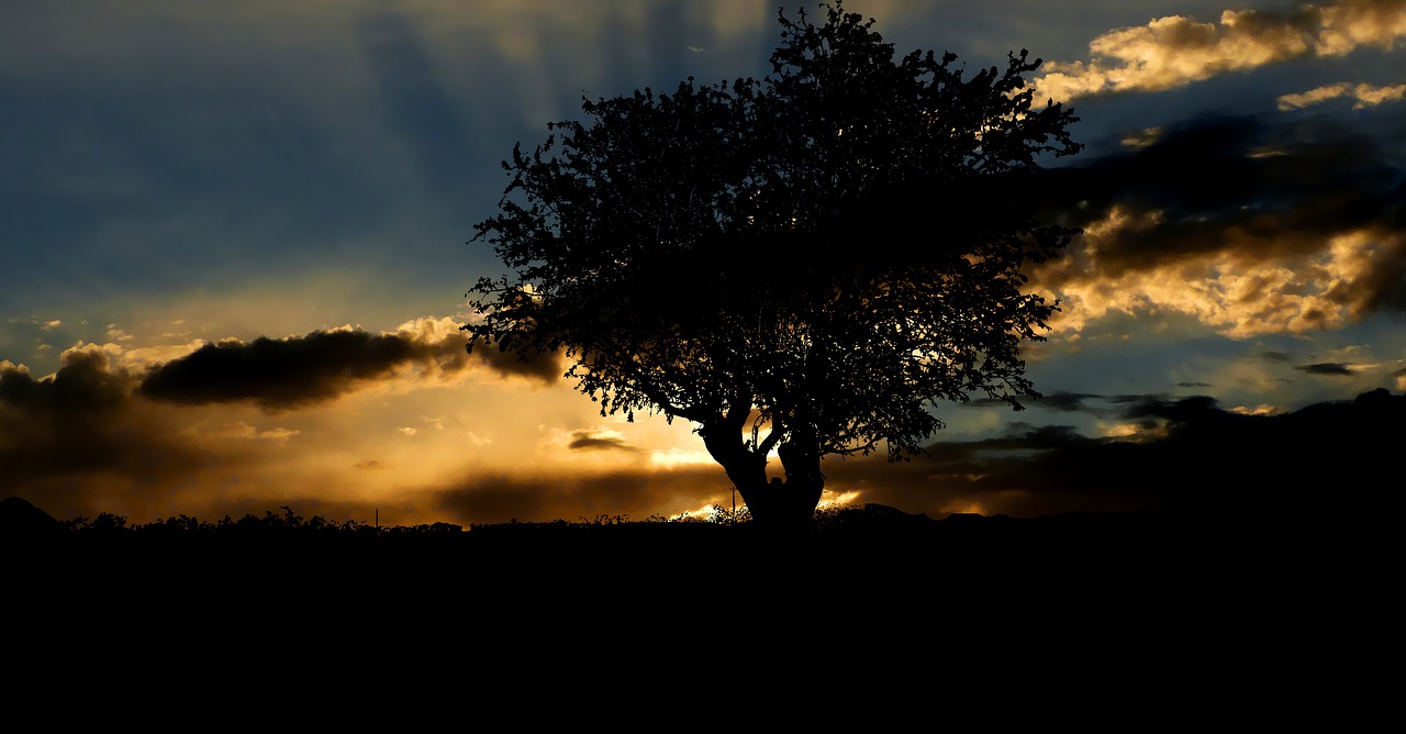 sunset  tree  nature free photo