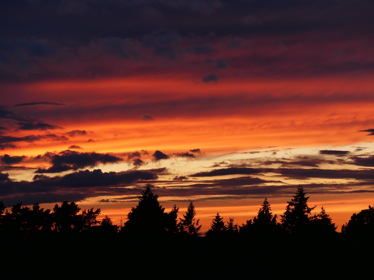 sunset  firs  conifers free photo