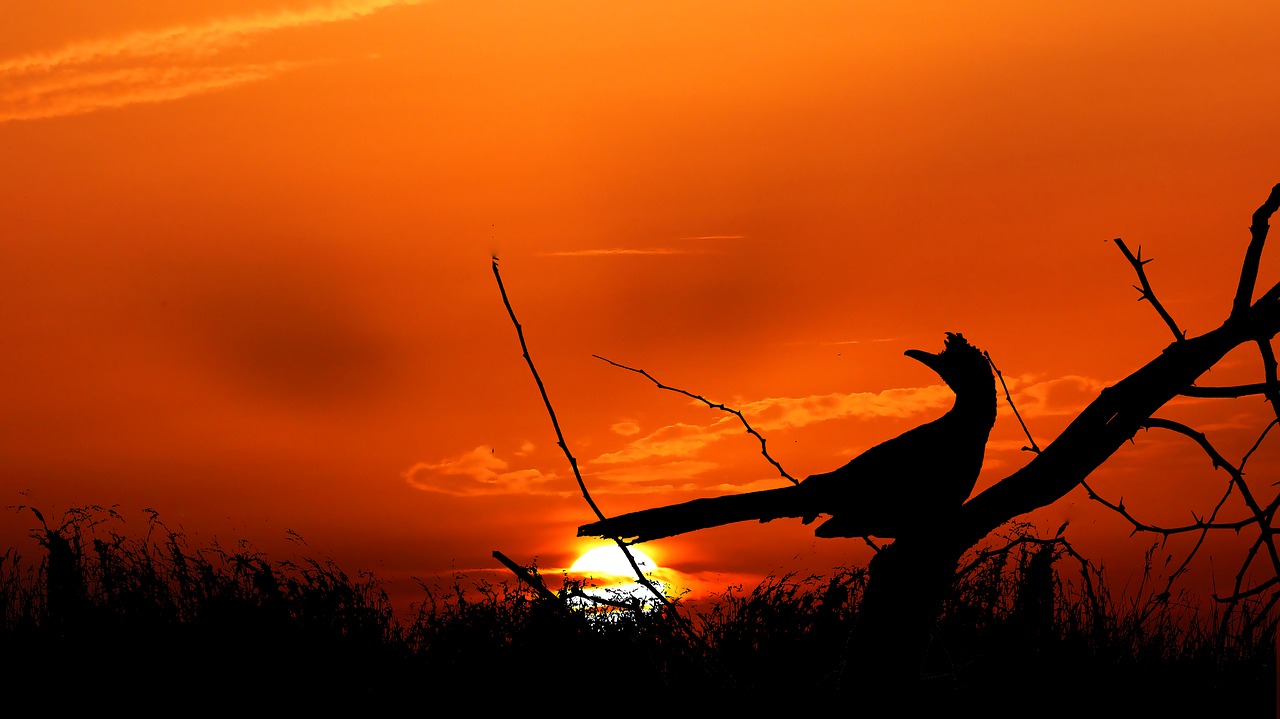 sunset  bird  branch free photo