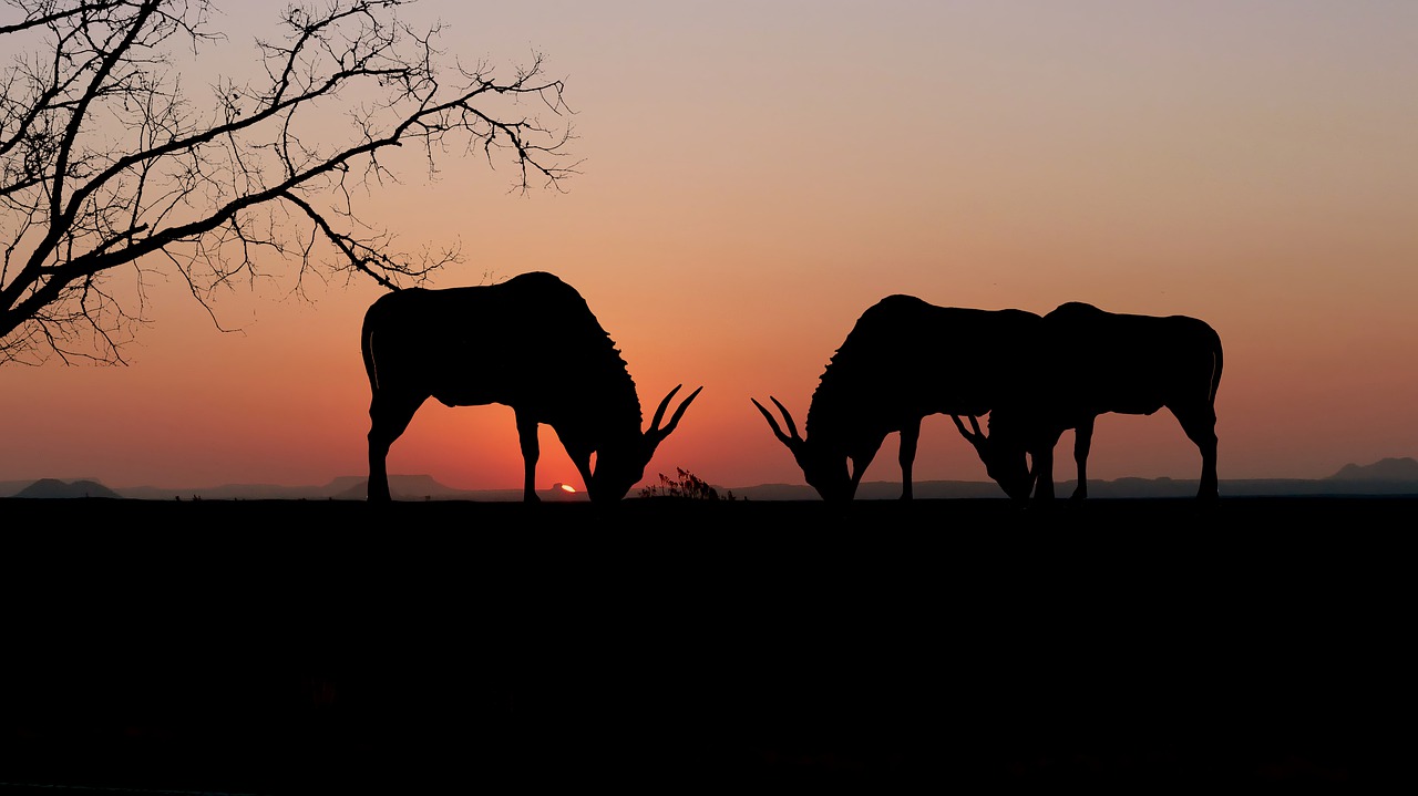 sunset  animals  onix free photo