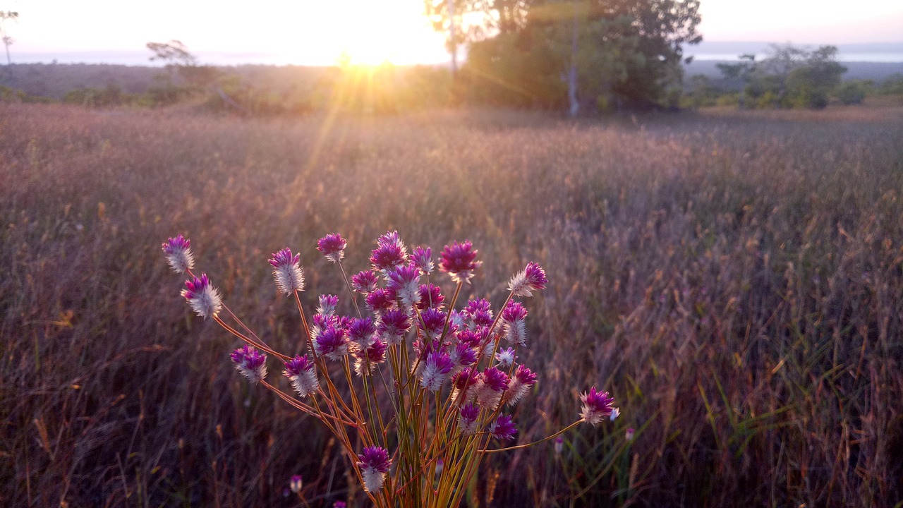 sunset  flower  afternoon free photo