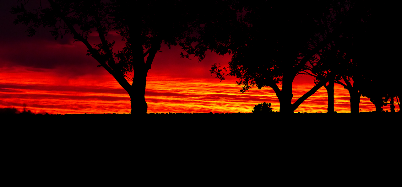 sunset  trees  nature free photo