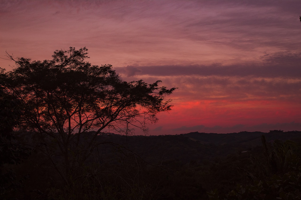 sunset  vegetation  colors free photo