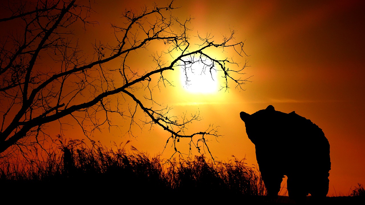 sunset  bear  nature free photo