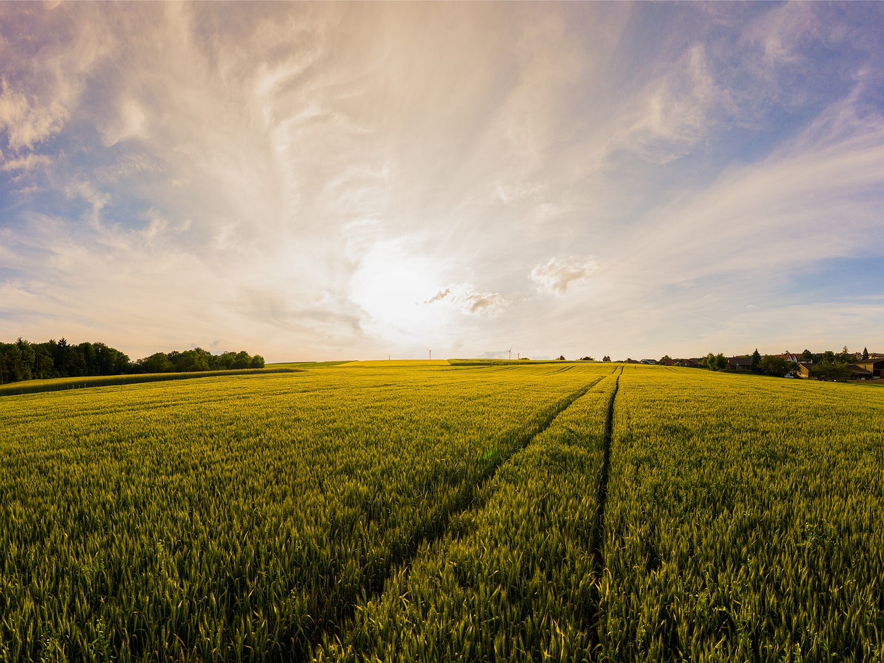 sunset  field  sky free photo