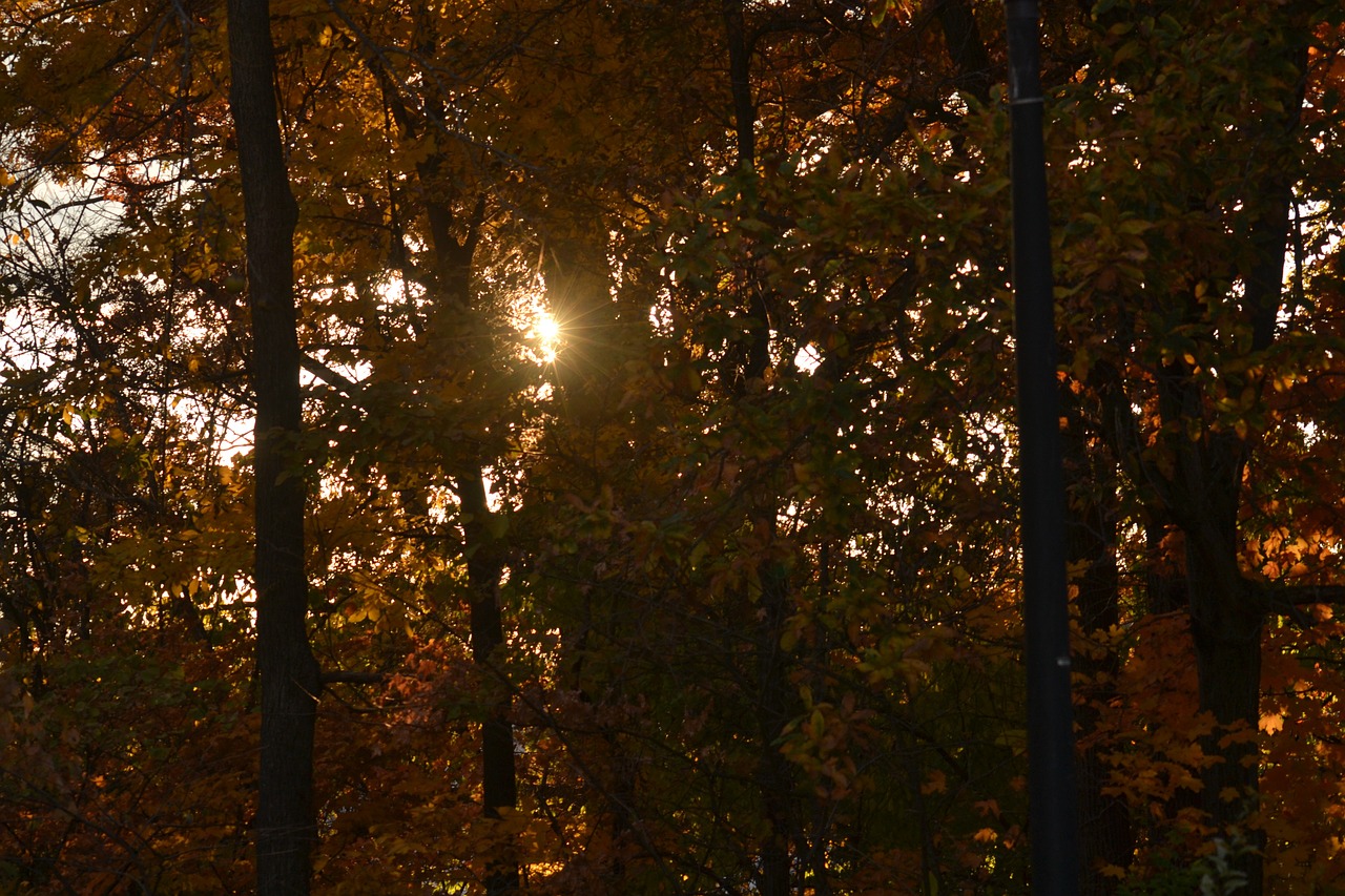 sunset leaves sunrise free photo