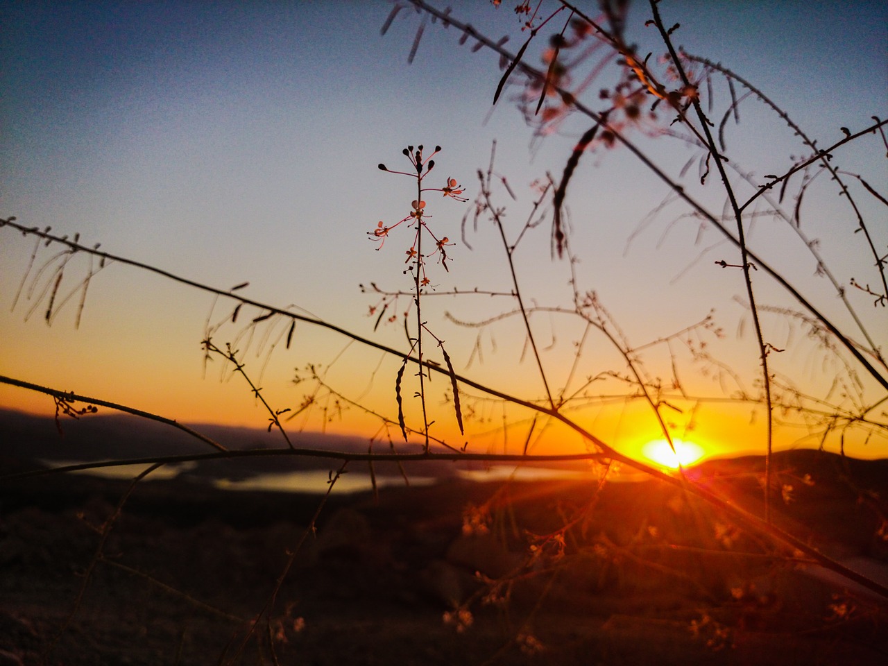 sunset branches solar free photo