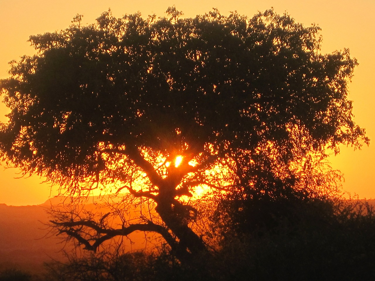 sunset tree sky free photo