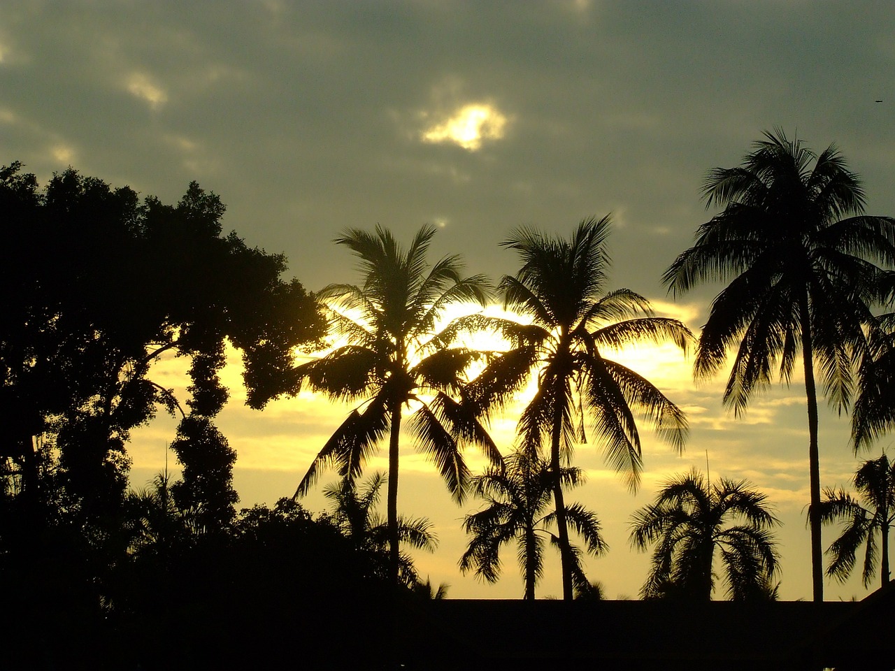 sunset coconut tree thailand free photo
