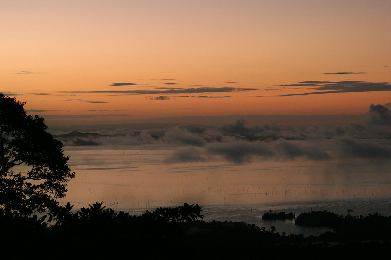 sunset jungle fog free photo
