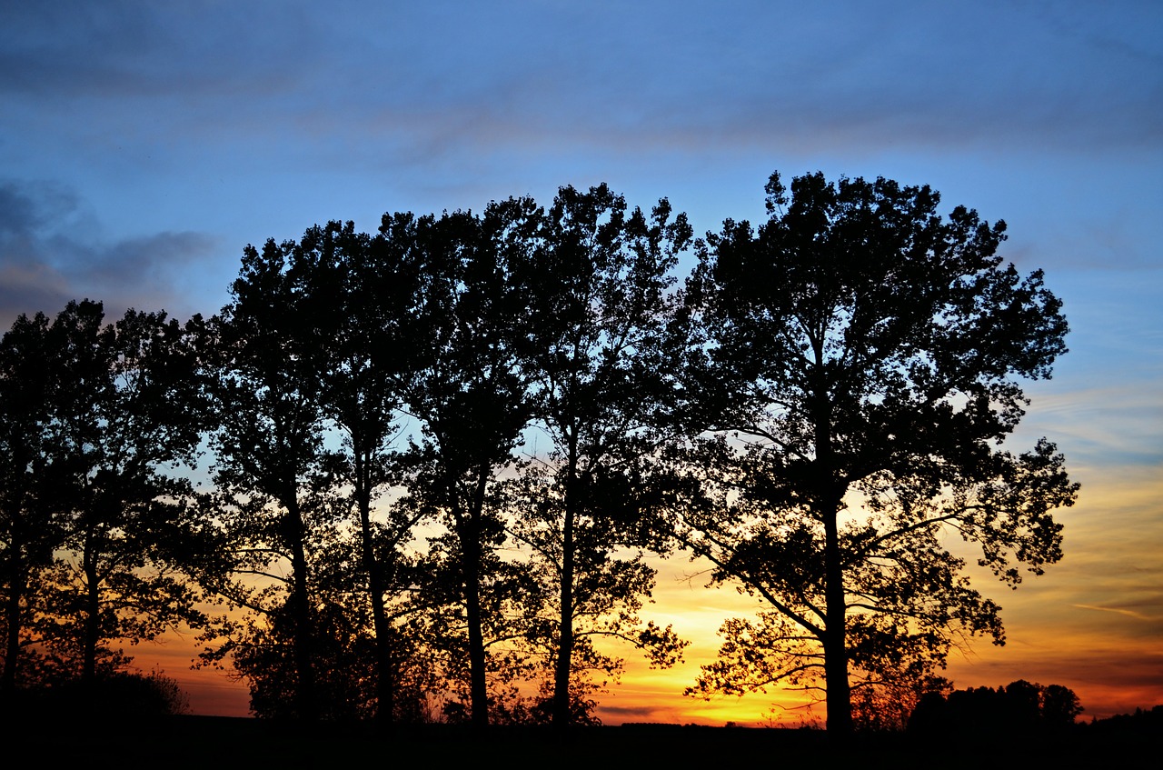 sunset landscape trees free photo