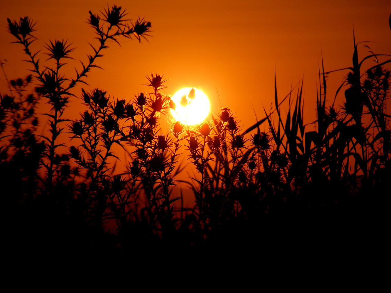 sunset sun plants free photo