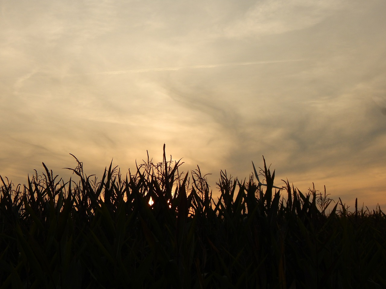 sunset field clouds free photo