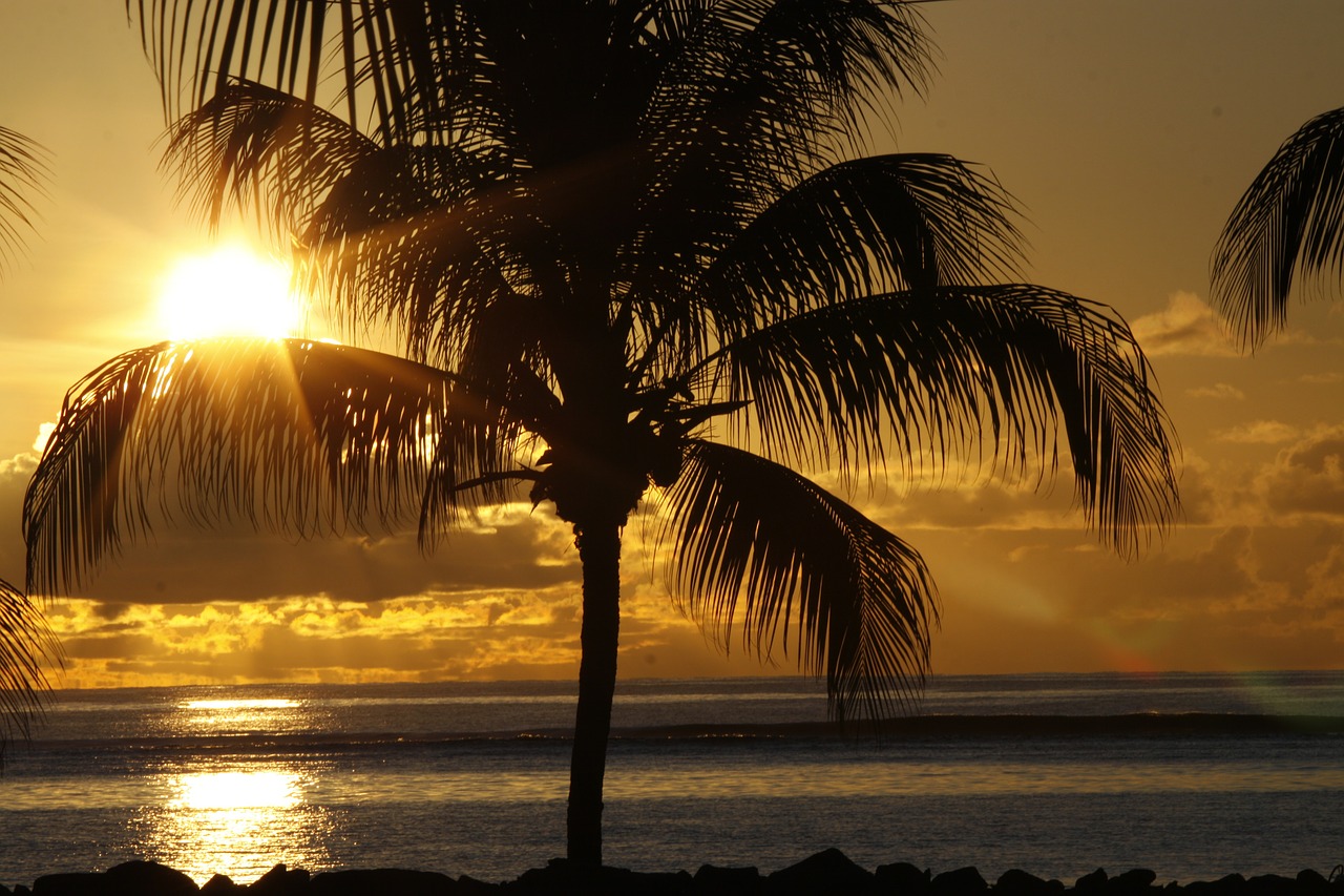 sunset palm water free photo