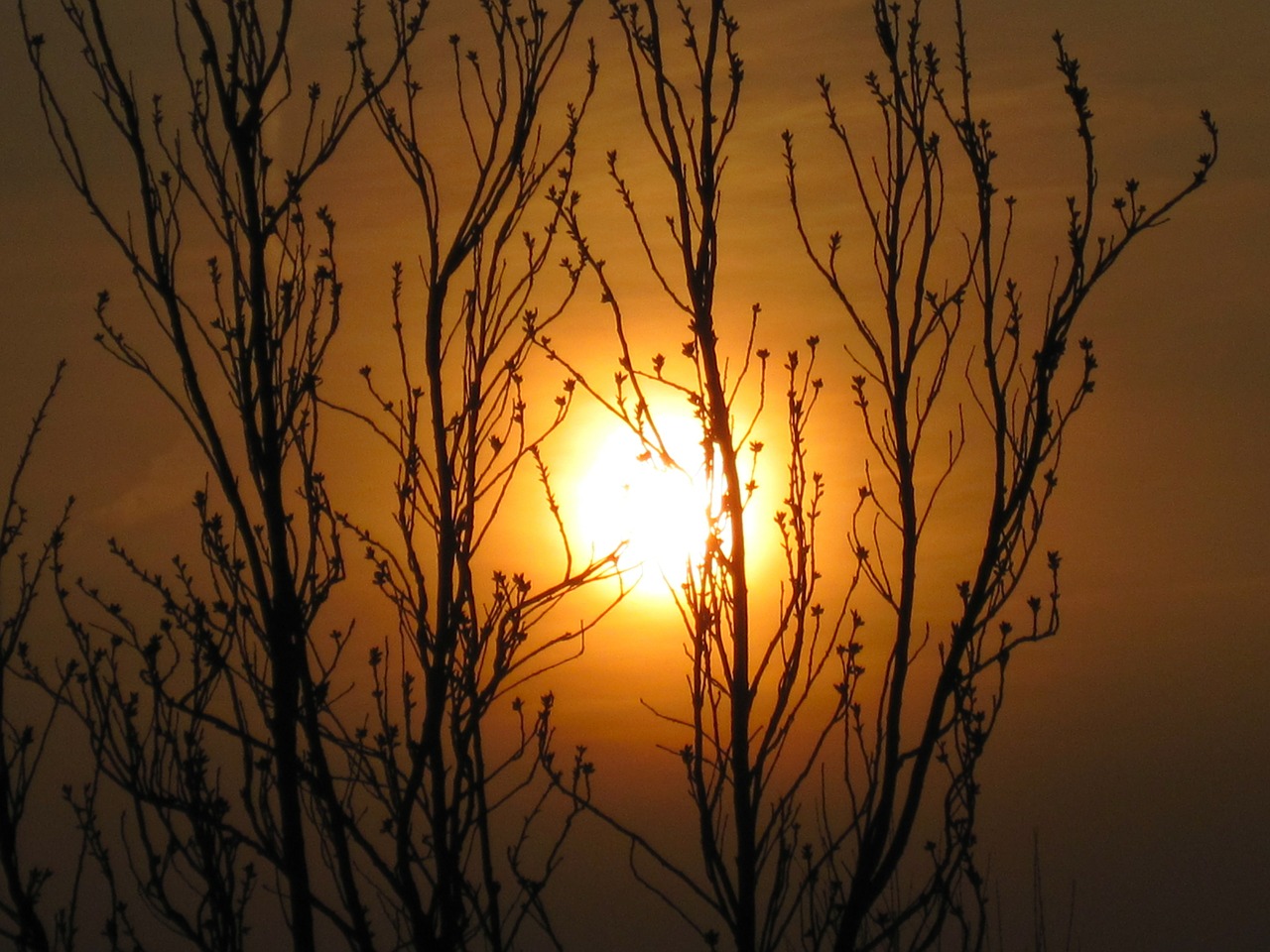 sunset tree evening sky free photo