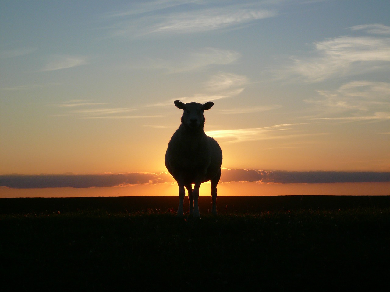 sunset sheep dike free photo