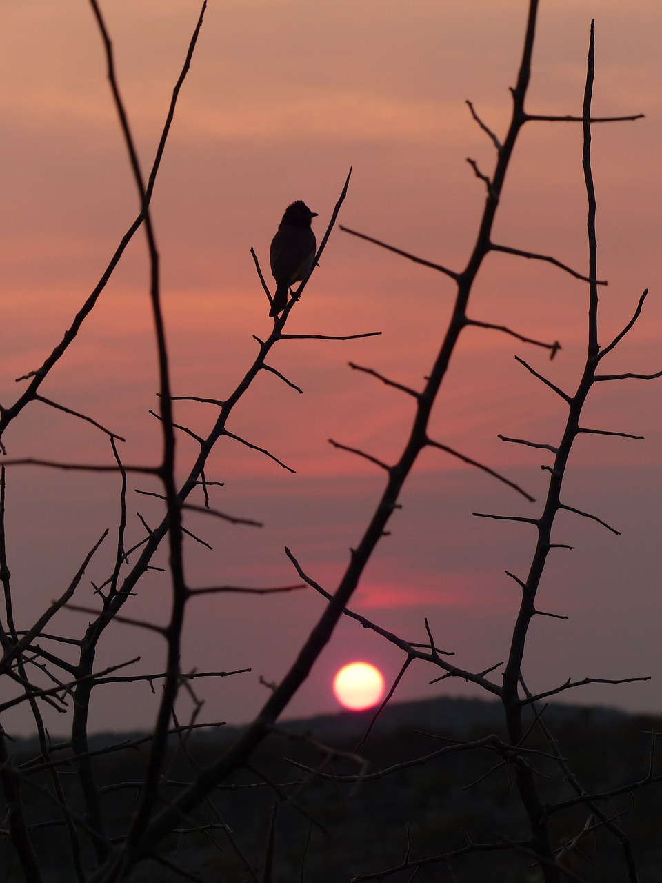 sunset bird silhouette free photo