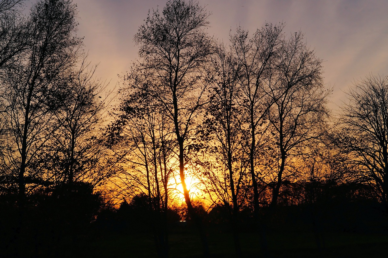 sunset trees late autumn free photo