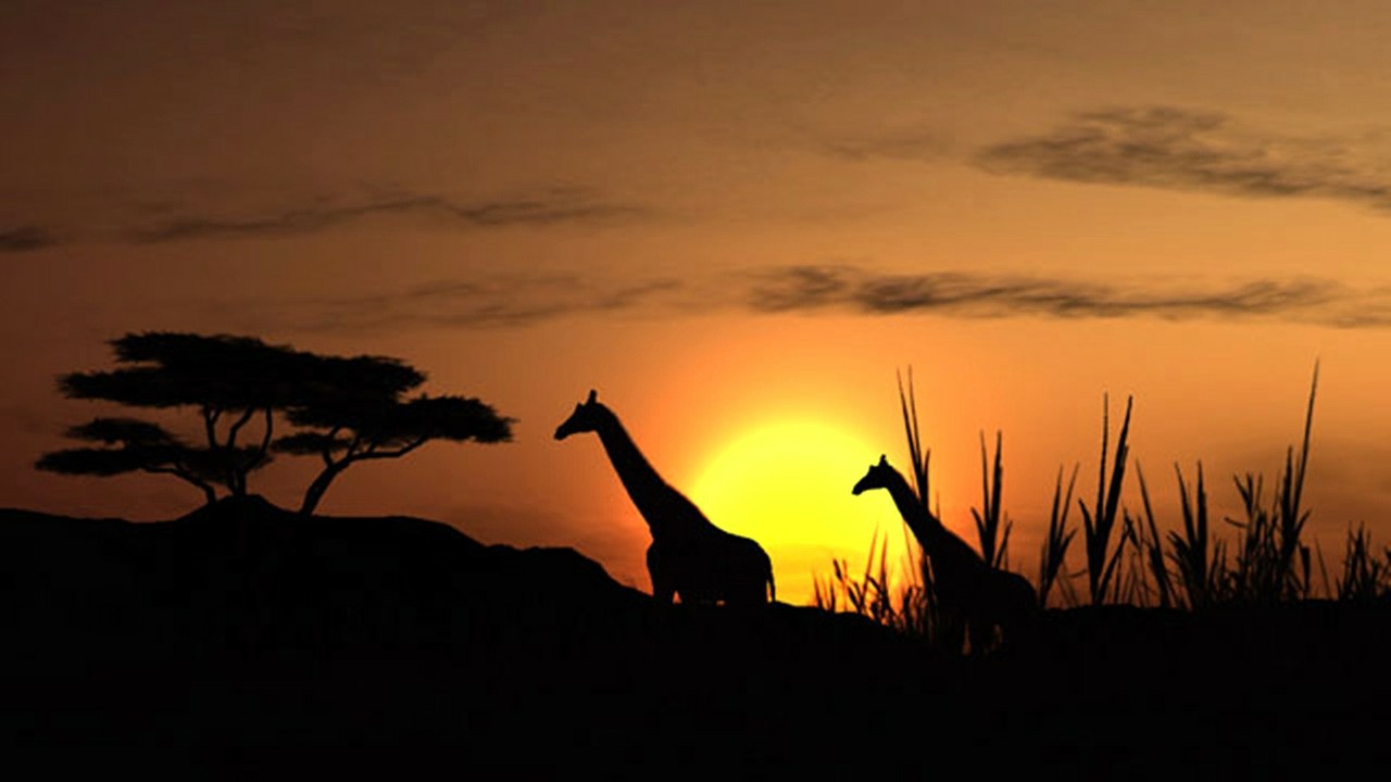 sunset solar giraffe free photo