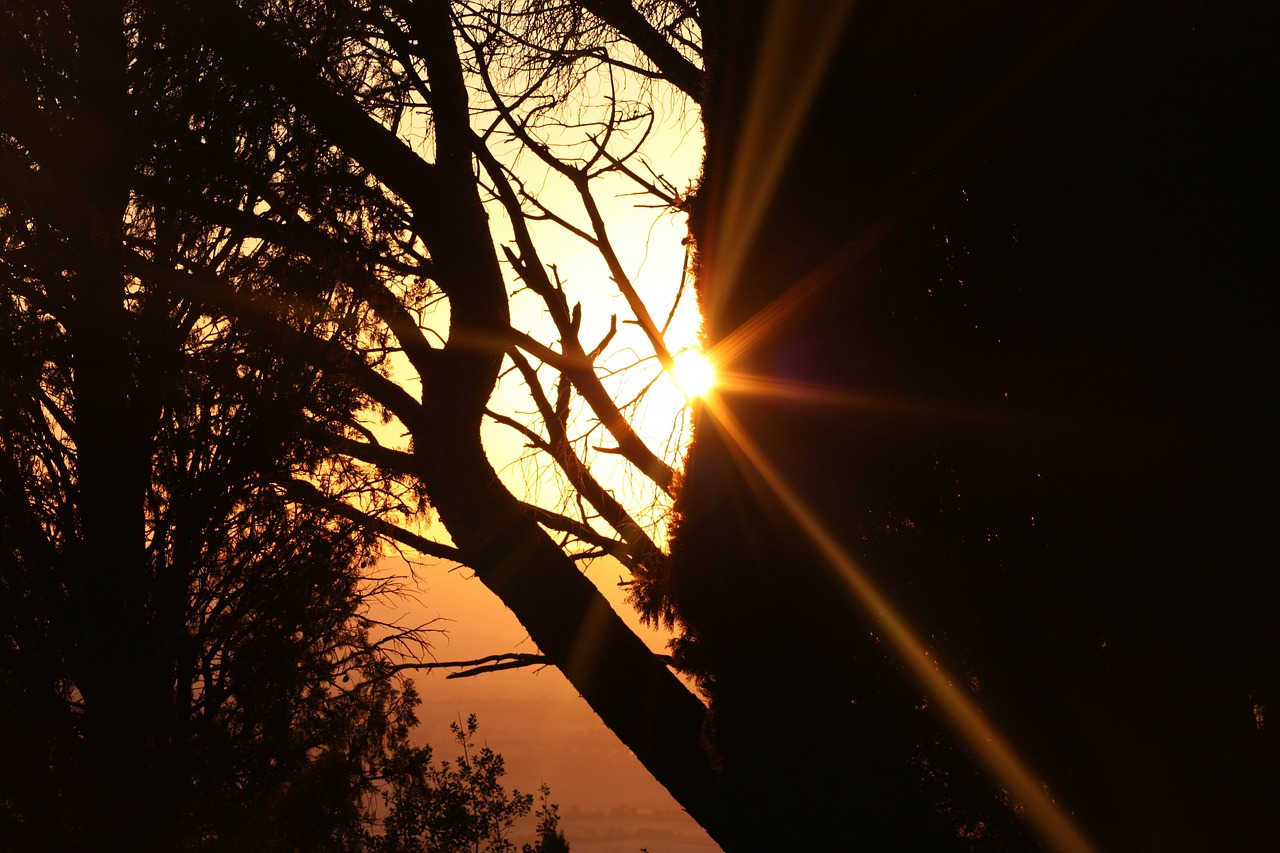 sunset italy tree free photo