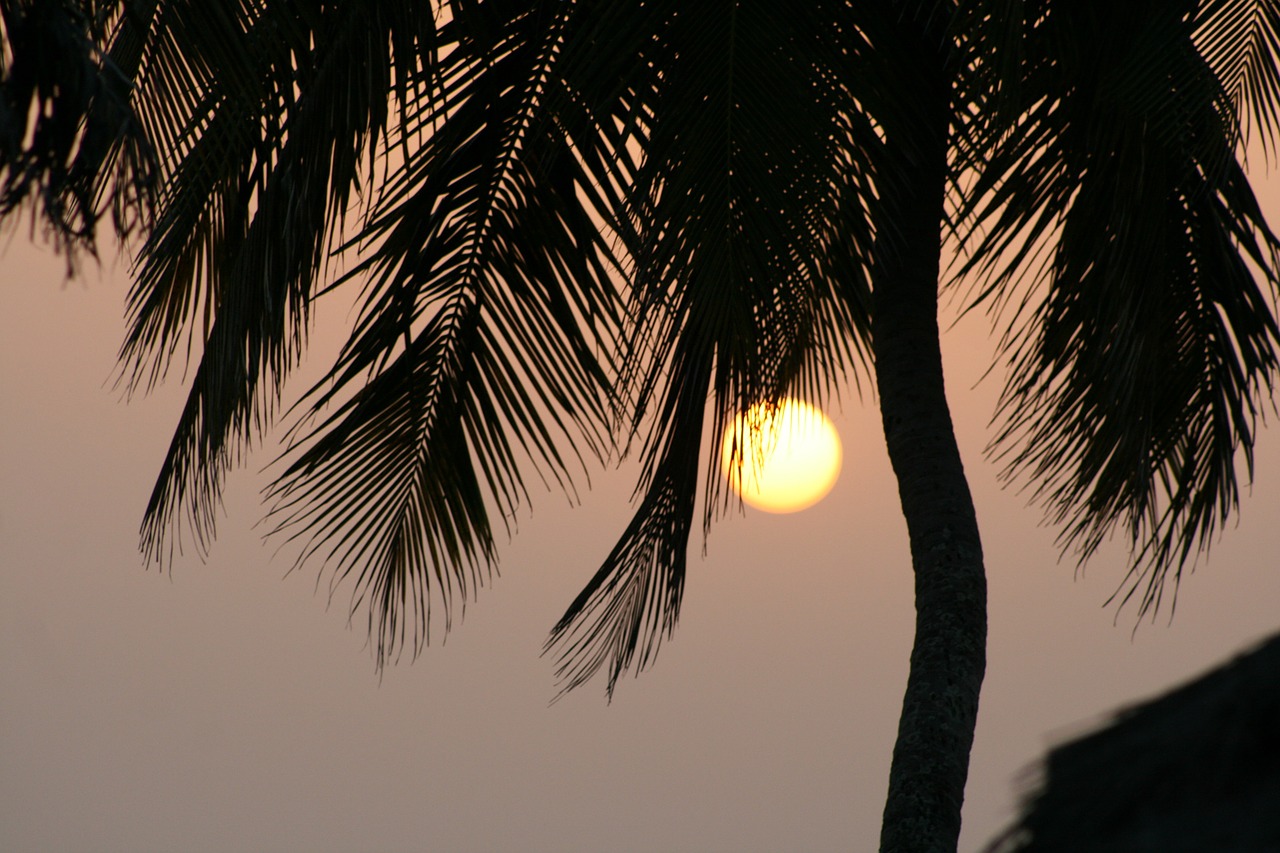 sunset palm guinea free photo