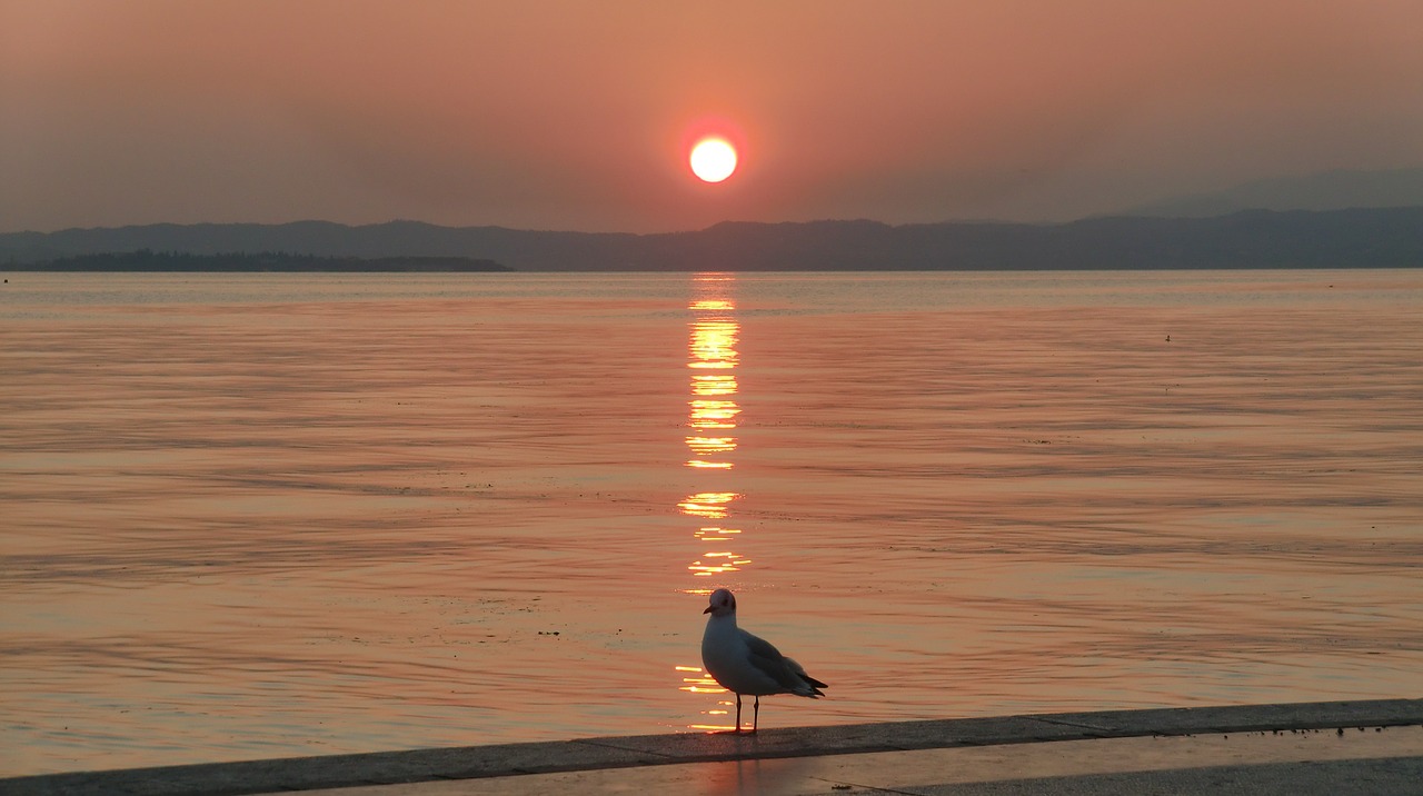 sunset garda gull free photo