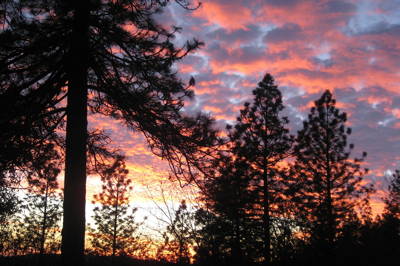 sunset trees clouds free photo