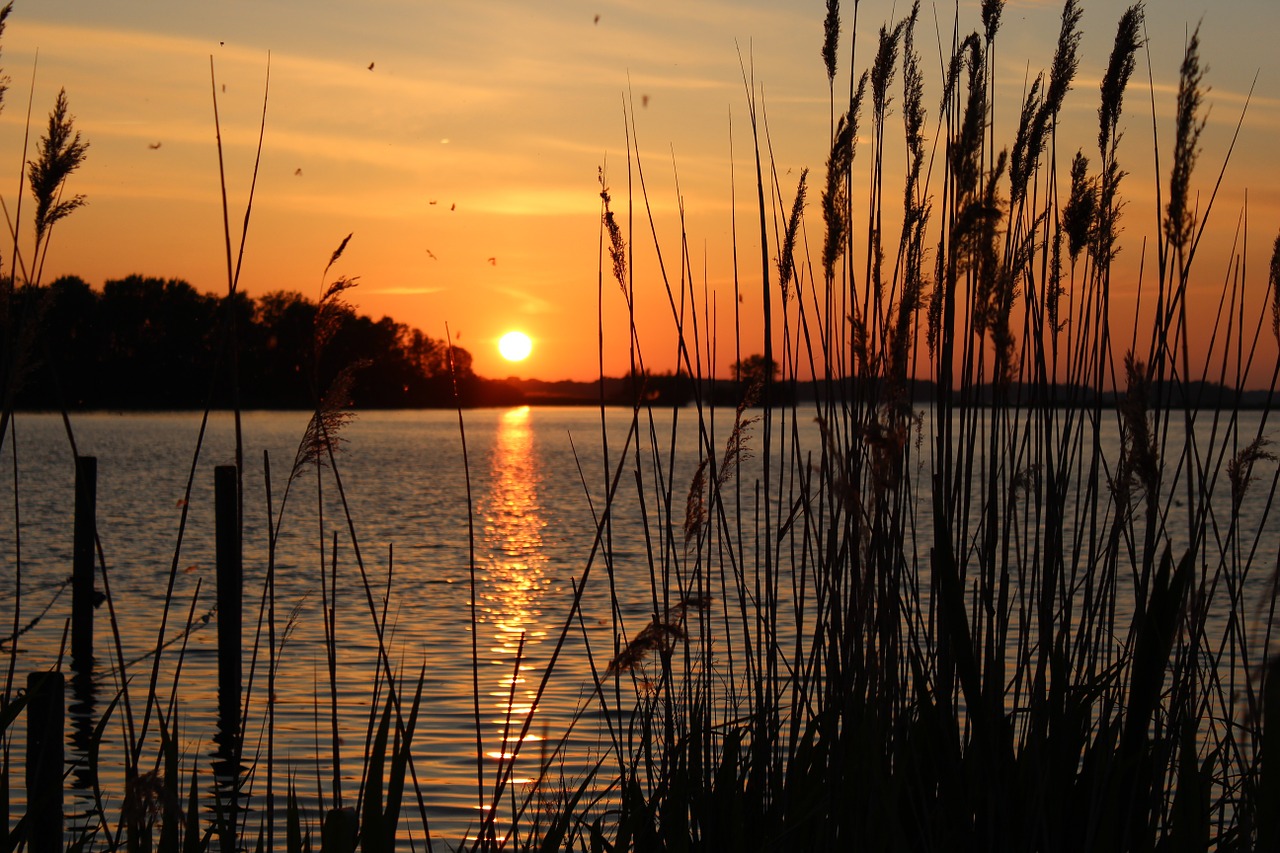 sunset bank grasses free photo