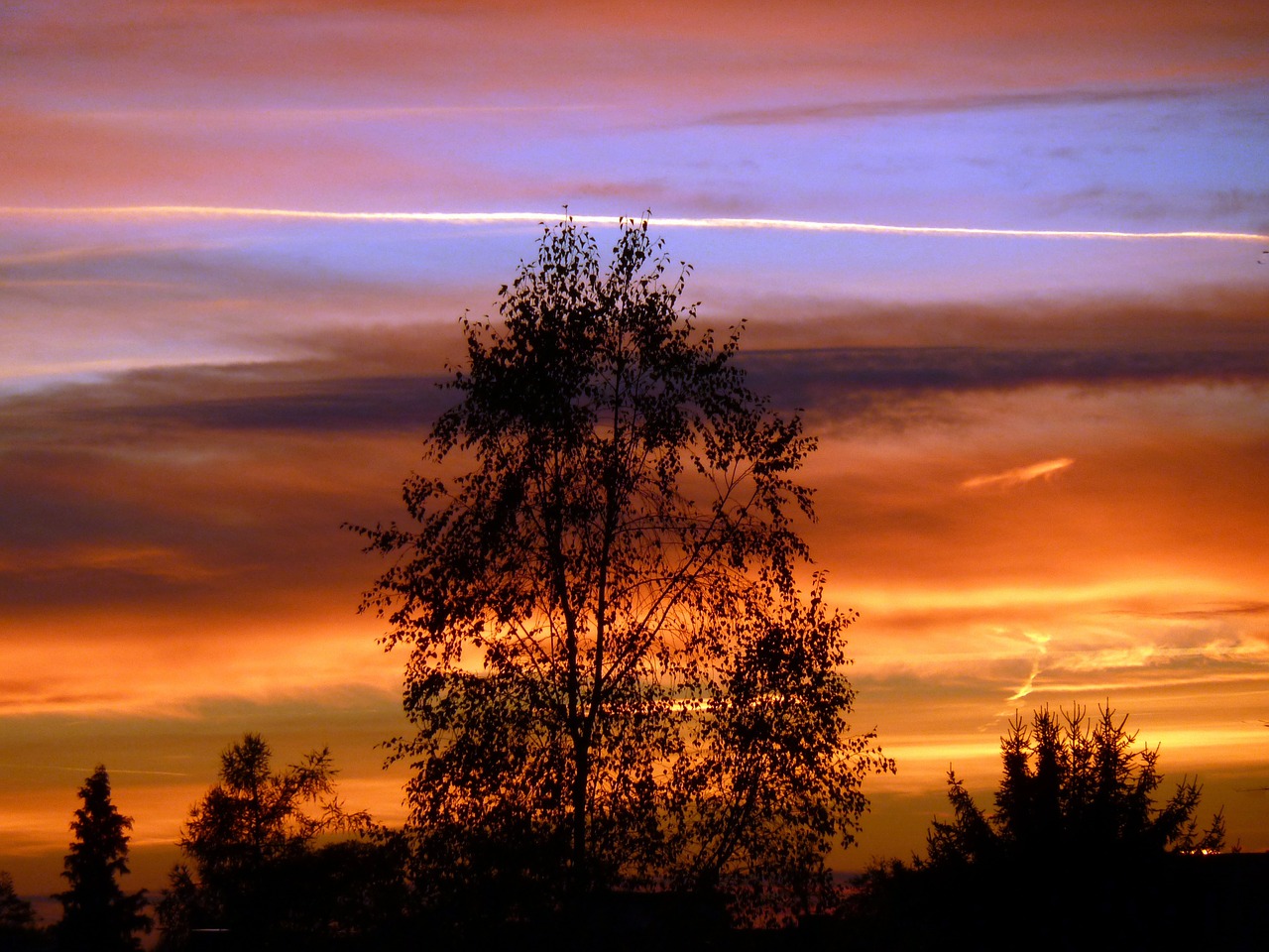 sunset tree silhouette free photo