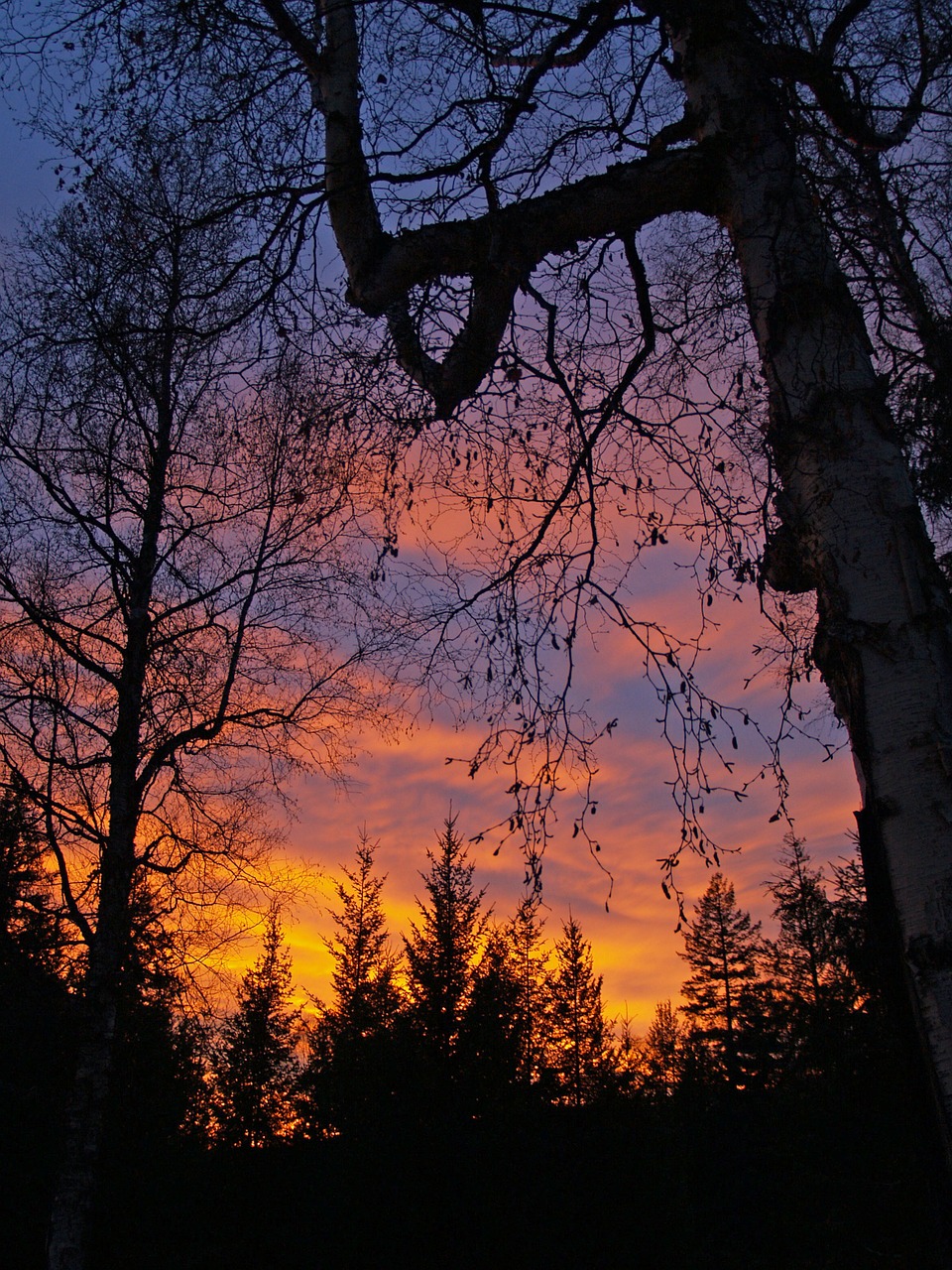 sunset colorful trees free photo