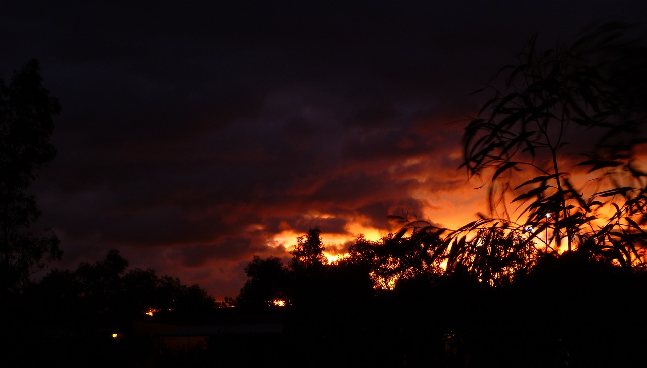 sunset leaves nature free photo