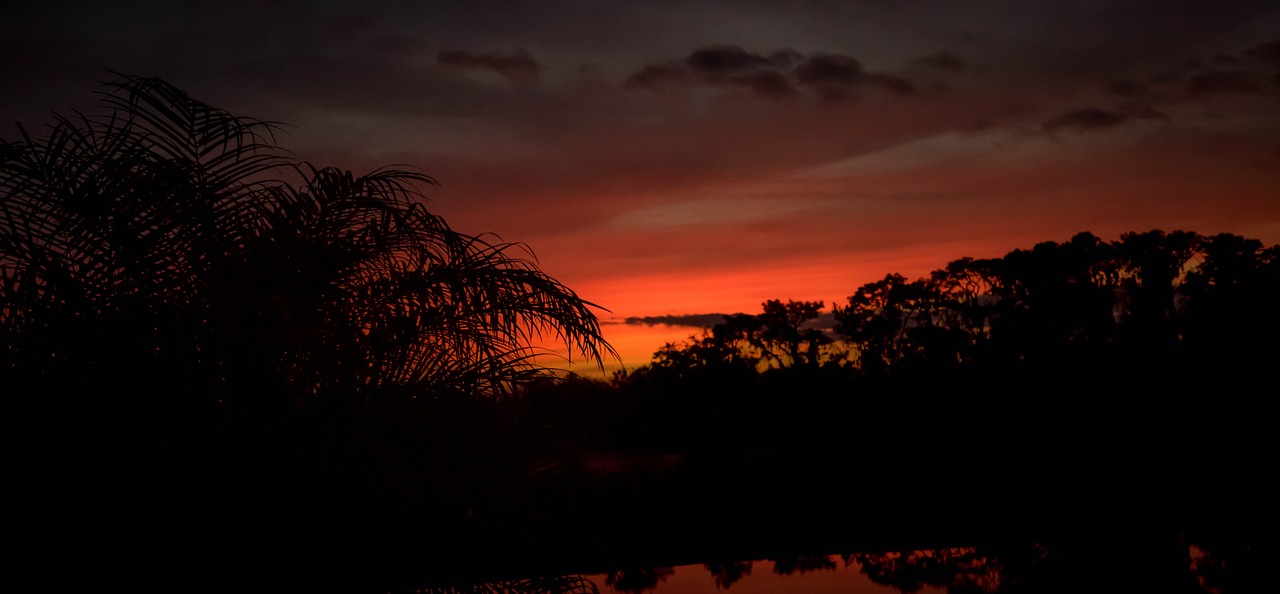 sunset florida palm trees free photo