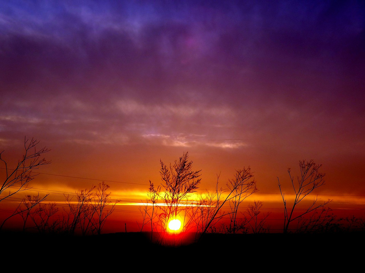 sunset plants sky free photo