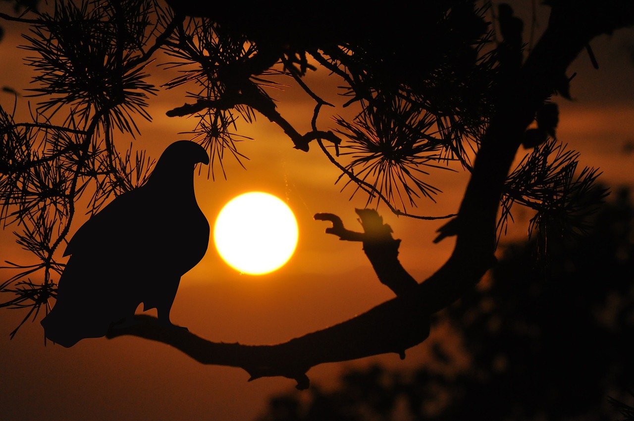 sunset mood bird free photo