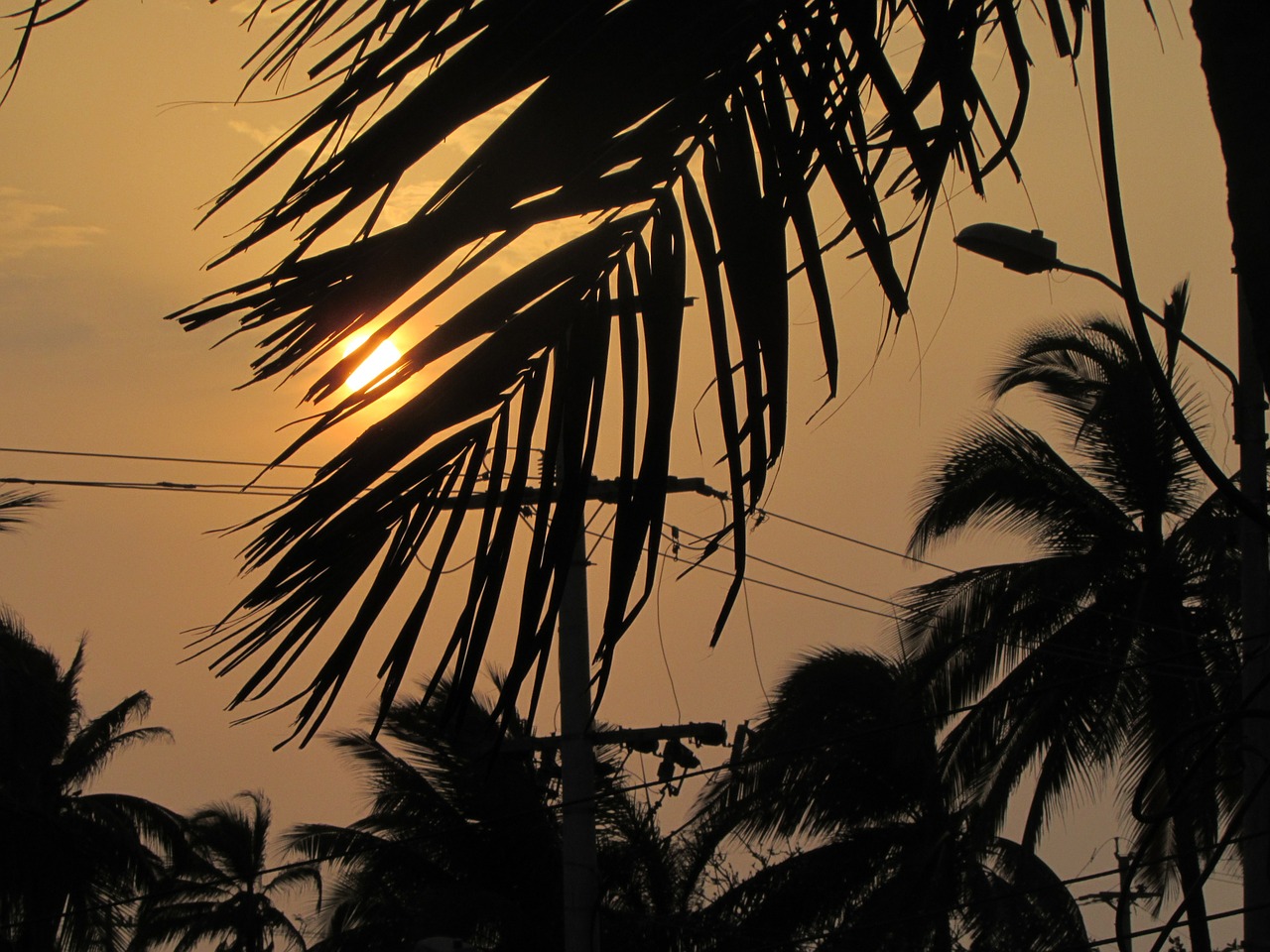 sunset palm tree sun free photo