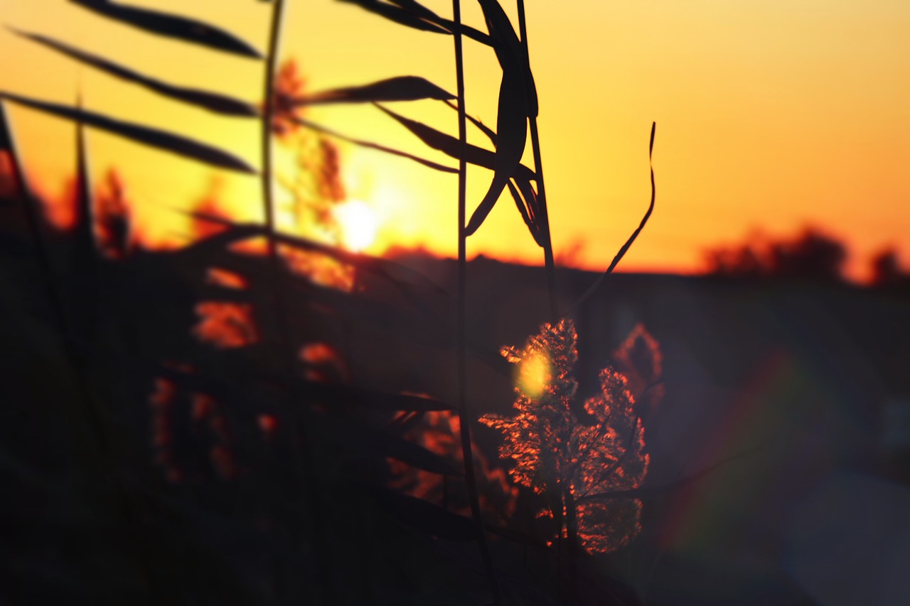 sunset leaves orange free photo