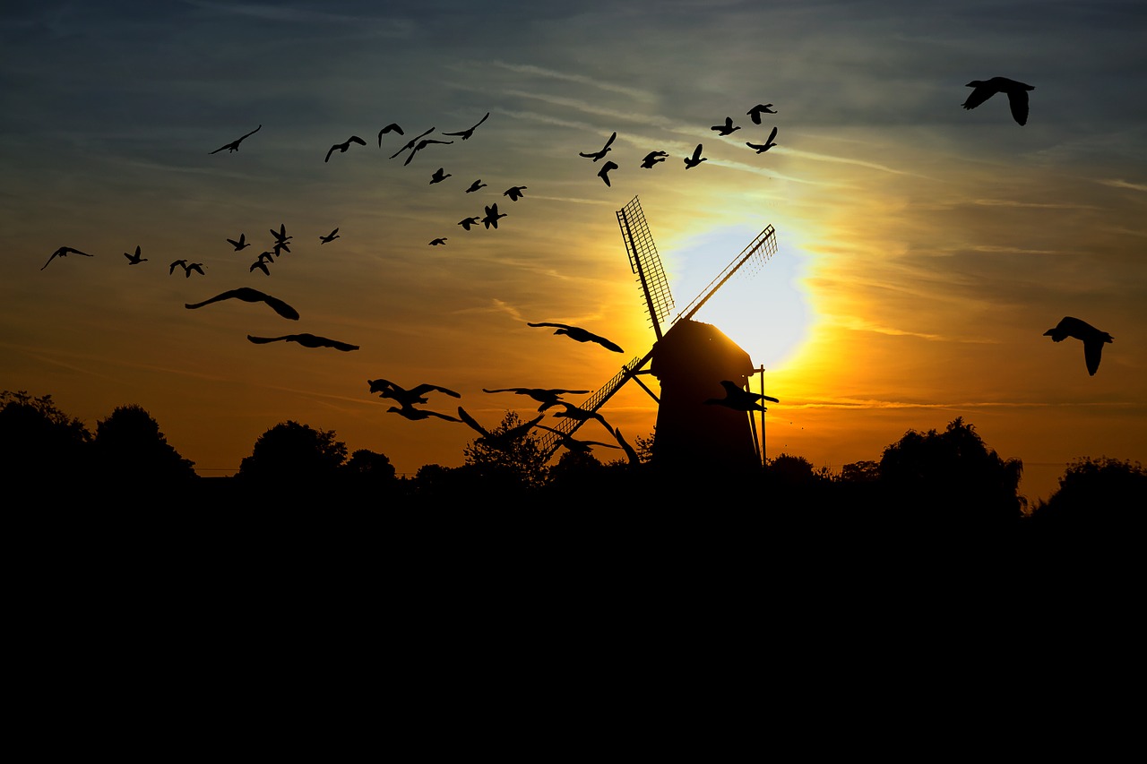 sunset windmill geese free photo