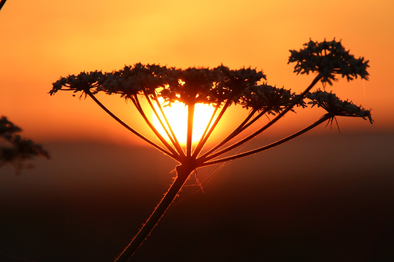 sunset plant mood free photo